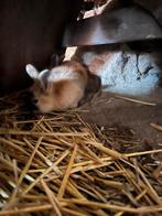 Konijnen en cavia’s te koop, Dieren en Toebehoren, Konijnen, Meerdere dieren, Middelgroot, 0 tot 2 jaar