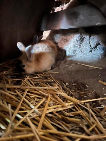 Konijnen ( geboren 17/10 ) beschikbaar voor biedingen