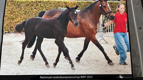 New forest merrieveulen te koop!, Dieren en Toebehoren, Paarden, Merrie