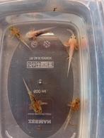Axelotl baby, Dieren en Toebehoren, Vissen | Aquariumvissen