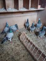 jonge reisduiven, Animaux & Accessoires, Oiseaux | Pigeons