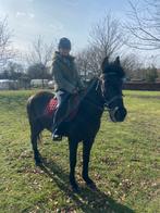 Recreatie paardje, Merrie