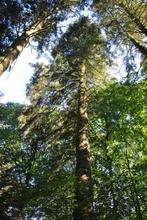 Sapin a abattre a donner Bois chauffage gratuit, Ophalen