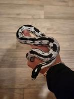 Lampropeltis Leopard boa, Dieren en Toebehoren, Reptielen en Amfibieën, Slang