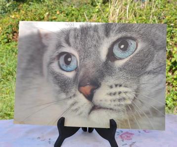 cadre effet 3D relief regard de chat  beschikbaar voor biedingen