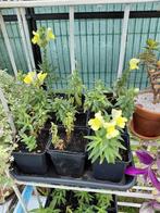 Plantjes Leeuwenbek, winterharde vaste plant 0,5€ per potje, Tuin en Terras, Ophalen, Vaste plant, Overige soorten