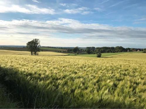 Cherche pour un male 1an prairie ou paddock pour l’annee, Dieren en Toebehoren, Stalling en Weidegang