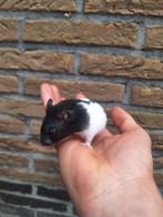 2 jonge goudhamsters, leuk gekleurd en handtam, Dieren en Toebehoren, Knaagdieren, Mei, Hamster