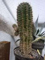 mooie cactus, Huis en Inrichting, Kamerplanten, Ophalen, Cactus