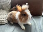 Dwergkonijntjes, Dieren en Toebehoren