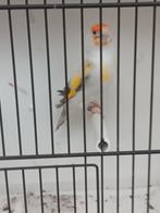 Eumo witkeel putter man 2025 split eumopastel