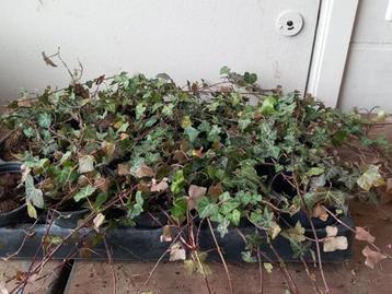 Klimop of Hedera helix beschikbaar voor biedingen