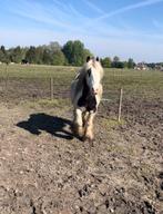 Halve stal gezocht / verzorgpaard aangeboden, Zadelmak, Recreatiepaard, 11 jaar of ouder, Minder dan 160 cm