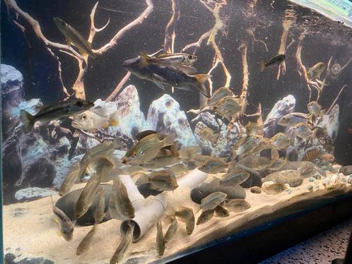 Oreochromis Tanganicae jongen, Dieren en Toebehoren, Vissen | Aquariumvissen, Zoetwatervis, Kreeft, Krab of Garnaal