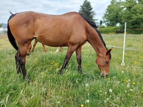 Lieve fok/wandelmerrie Jolie jument élevage ou à la marche, Dieren en Toebehoren, Paarden, Merrie, B, 160 tot 165 cm, 11 jaar of ouder