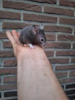 Jonge goudhamsters handtam, verschillende kleurtjes, Dieren en Toebehoren, Knaagdieren, Hamster, Tam
