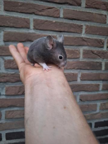 Jonge goudhamsters handtam, verschillende kleurtjes  beschikbaar voor biedingen