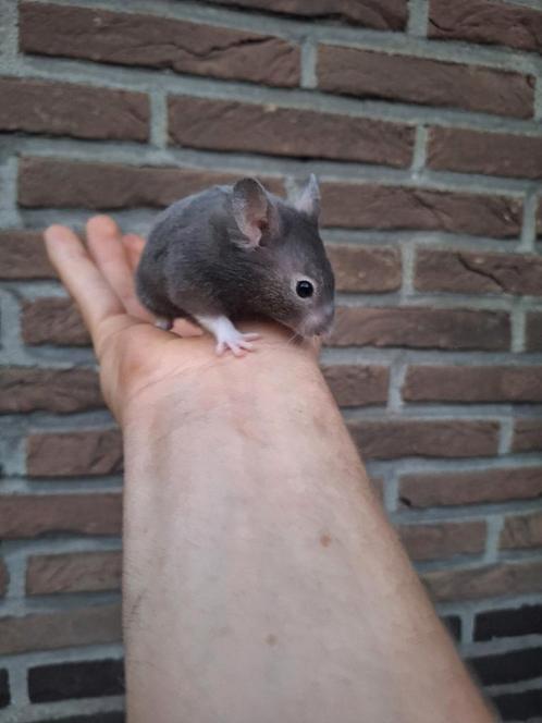 Jonge goudhamsters handtam, verschillende kleurtjes, Dieren en Toebehoren, Knaagdieren, Hamster, Tam