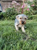 Yorkshire terriër reutje, Dieren en Toebehoren, Honden | Jack Russells en Terriërs, Yorkshire Terriër, België, Particulier, 15 weken tot 1 jaar