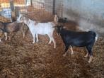 11 geiten BOKKEN te koop, Dieren en Toebehoren, Schapen, Geiten en Varkens