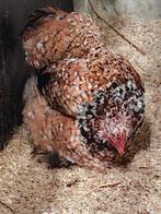 cochin porselein, Animaux & Accessoires