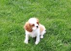 Cavalier king charles, Dieren en Toebehoren, Honden | Retrievers, Spaniëls en Waterhonden, België, Reu, CDV (hondenziekte), 8 tot 15 weken
