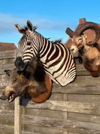 Te koop top stukken opgezette dieren, Enlèvement