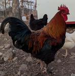 Jonge Marans haan, Dieren en Toebehoren