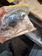 Volwassen diepvriesmuizen te koop/voedermuizen diepvries, Dieren en Toebehoren, Ophalen