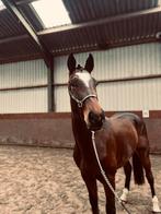 2,5y springruin, Dieren en Toebehoren, Gechipt, Ruin, 0 tot 2 jaar, Onbeleerd