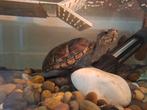 Schildpadden, muskusschildpadden + aquarium en toebehoren, Dieren en Toebehoren, Reptielen en Amfibieën