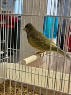 Hybride de magellan, Animaux & Accessoires, Mâle, Canari chanteur