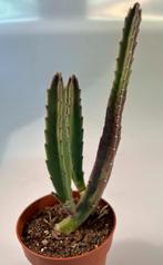 Stapelia Pilansii, Minder dan 100 cm, Verzenden, Vetplant