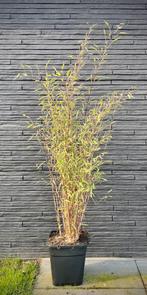 Niet woekerende bamboe - Fargesia Nitida ‘Black pearl’, Jardin & Terrasse, Plantes | Arbustes & Haies, Enlèvement ou Envoi, Bambou