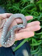 Prachtige Pituophis Sayi (bullsnake) nakweek '25, Dieren en Toebehoren, Reptielen en Amfibieën