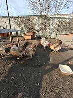 Broedeieren cream legbar