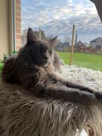 Maine Coon met stamboom, Chatte ou Chat, Vermifugé, 3 à 5 ans