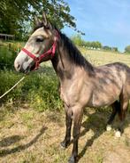 Conemara merrie, Dieren en Toebehoren, Paarden, Merrie