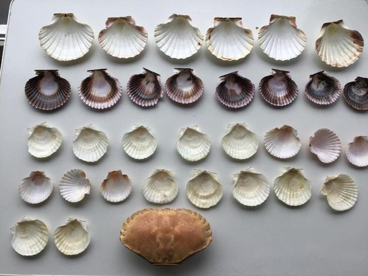 diverse sets van schelpen aan 10 euro per foto, Verzamelen, Mineralen en Fossielen, Schelp(en), Ophalen of Verzenden