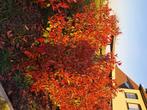 Photinia, Tuin en Terras, Ophalen, Haag