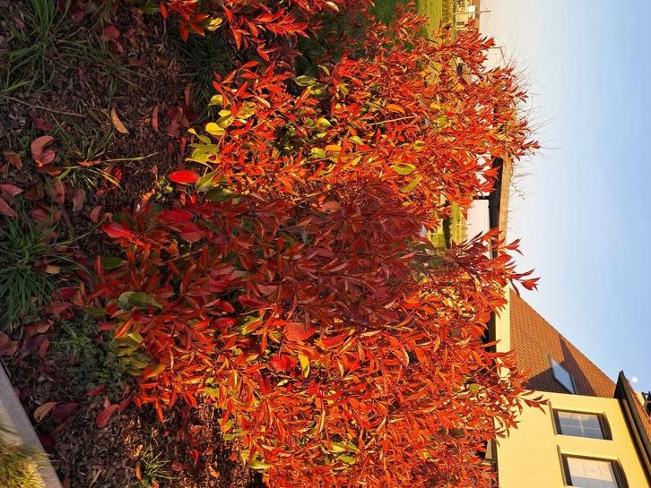 Photinia, Tuin en Terras, Planten | Struiken en Hagen, Haag, Ophalen