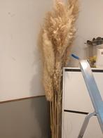 Lot pampas, Huis en Inrichting, Woonaccessoires | Droogbloemen, Ophalen, Zo goed als nieuw