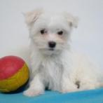 Maltezer - reutje - Belgische puppy te koop, CDV (hondenziekte), Maltezer, 8 tot 15 weken, België