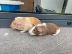Jonge cavias, Dieren en Toebehoren, Knaagdieren, Cavia, Augustus, Mannelijk, Tam