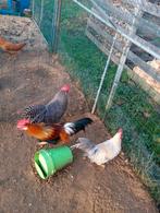 Coq, leghorn, Mâle, Poule ou poulet