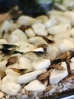 Garnalen doorzicht wit, Dieren en Toebehoren