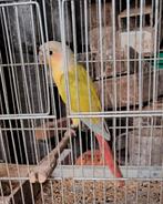 Pyrrura, Dieren en Toebehoren