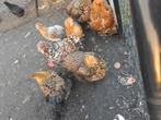 Groothoen brahma en cochin, Dieren en Toebehoren, Pluimvee