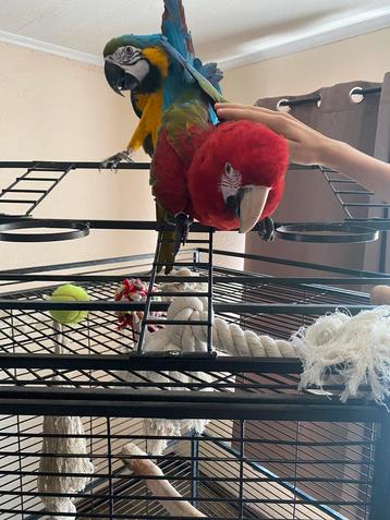 Perroquets, jeune couple et cage, Animaux & Accessoires, Plusieurs animaux, Parleur
