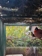 Rijstvogels 2025, Geslacht onbekend, Tropenvogel